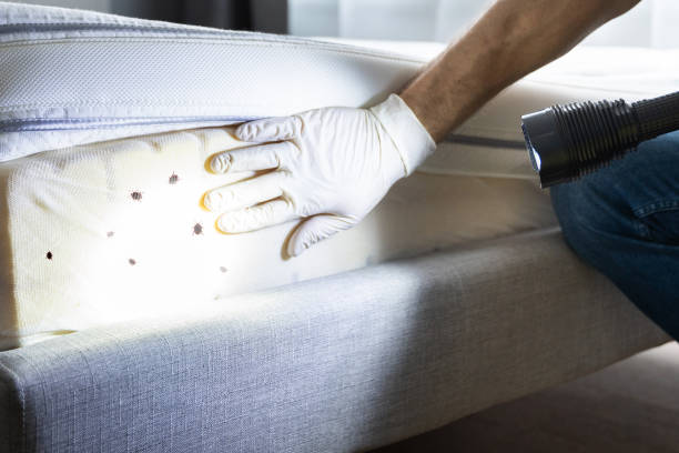 Best Affordable Pest Control Services  in Southmont, PA
