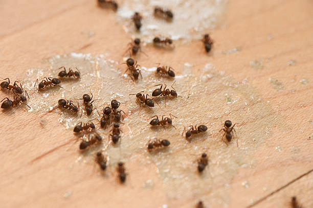 Best Residential Pest Control  in Southmont, PA
